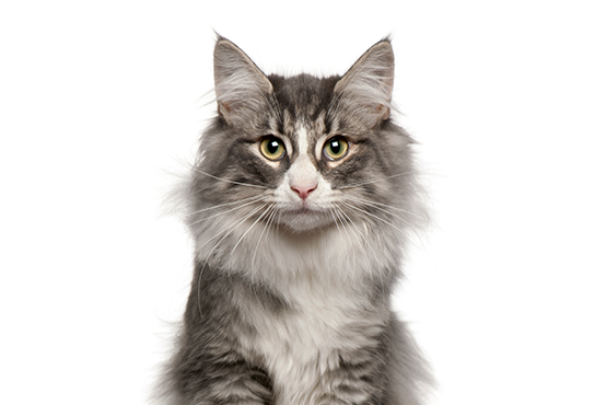 Prodotti per gatti